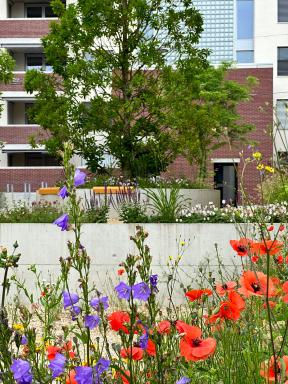 Baufeld B Ried Papillon Allee Niederwangen