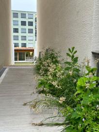 Baufeld B Ried Papillon Allee Niederwangen