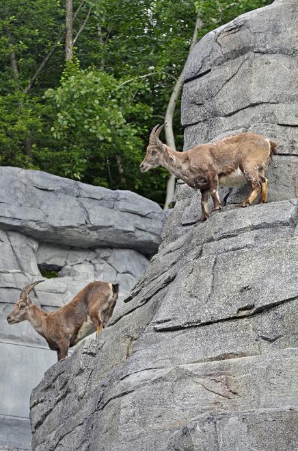 "Aare-Alpen" Steinwildanlage Tierpark Dählhölzli, Bern
