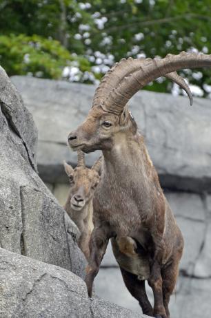 "Aare-Alpen" Steinwildanlage Tierpark Dählhölzli, Bern