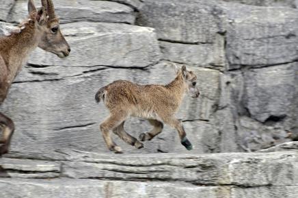 "Aare-Alpen" Steinwildanlage Tierpark Dählhölzli, Bern