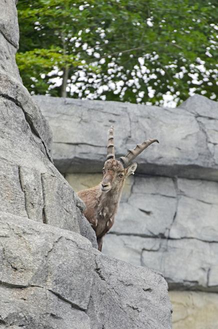 Aarealpen Tierpark Bern 1